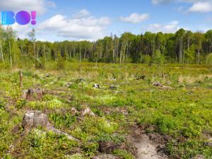 Prodej lesa, Krásná, 16557 m2