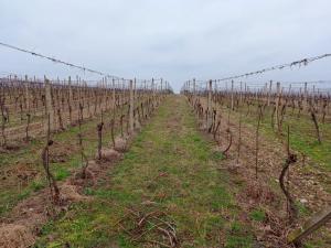 Prodej sadu/vinice, Brod nad Dyjí, 1058 m2