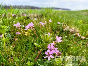 Prodej pole, Čistá, 27281 m2