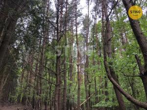 Prodej lesa, Suchá Loz, 10502 m2