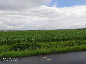 Prodej pozemku pro bydlení, Dolní Ředice, 12434 m2