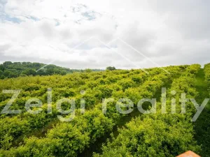 Prodej sadu/vinice, Polom, 9760 m2