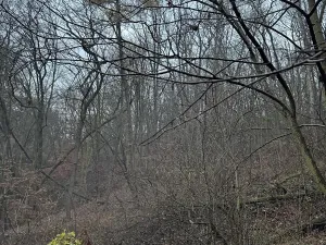 Prodej podílu lesa, Ústí nad Labem, 1184 m2