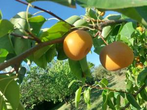 Prodej pozemku pro bydlení, Kroměříž, 3437 m2