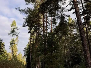 Prodej lesa, Ločenice, 7181 m2