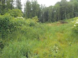 Prodej lesa, Podmoklany, 4845 m2