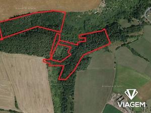 Prodej podílu lesa, Chlum, 8737 m2