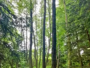 Prodej lesa, Černovice, 10978 m2