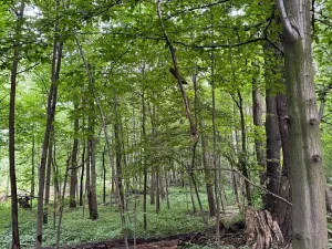 Prodej podílu lesa, Staříč, 16254 m2