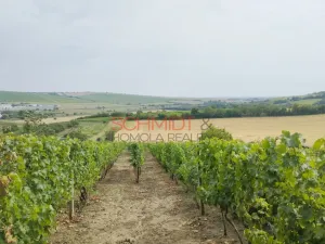 Prodej sadu/vinice, Kobylí, 1799 m2