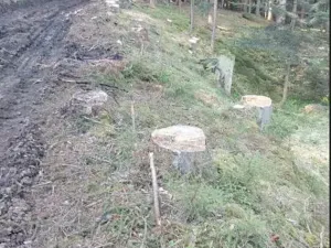 Prodej lesa, Žihobce, 802 m2