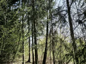 Prodej lesa, Semily, 2671 m2
