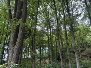 Prodej lesa, Čížkov, 10503 m2