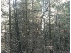 Prodej lesa, Žirovnice, 2626 m2