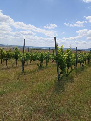 Prodej sadu/vinice, Starovice, 13493 m2