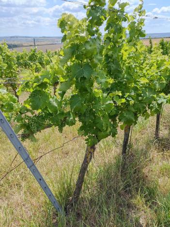 Prodej sadu/vinice, Starovice, 13493 m2