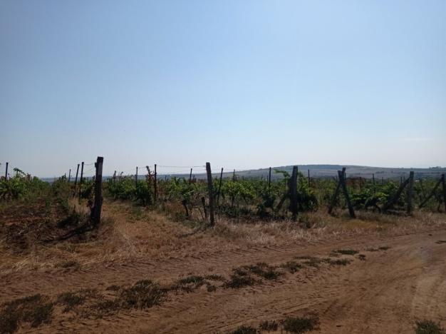 Prodej sadu/vinice, Valtice - Úvaly, 7078 m2