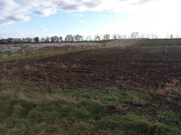 Prodej sadu/vinice, Sedlec, 25617 m2