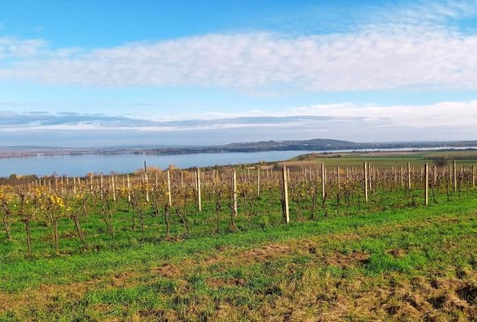 Prodej sadu/vinice, Pavlov, 9794 m2