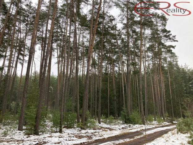 Prodej lesa, Plužná, 162122 m2