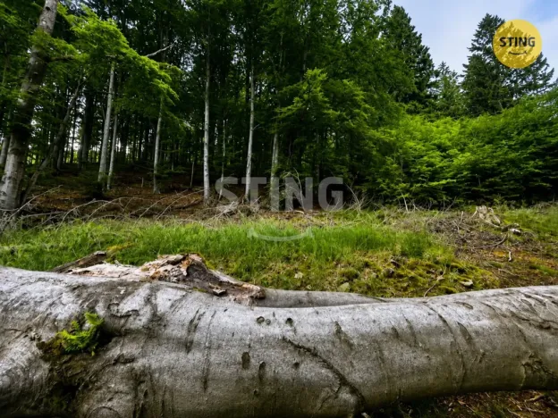 Prodej louky, Košařiska, 6262 m2