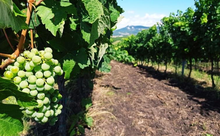 Prodej sadu/vinice, Dolní Dunajovice, Hlavní, 90769 m2