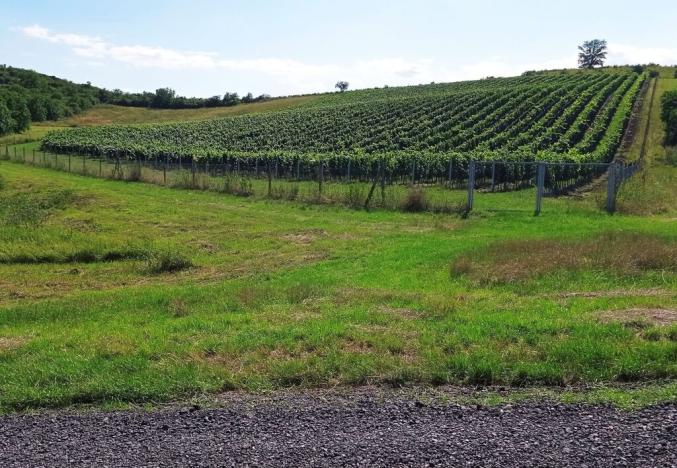 Prodej sadu/vinice, Dolní Dunajovice, Hlavní, 90769 m2