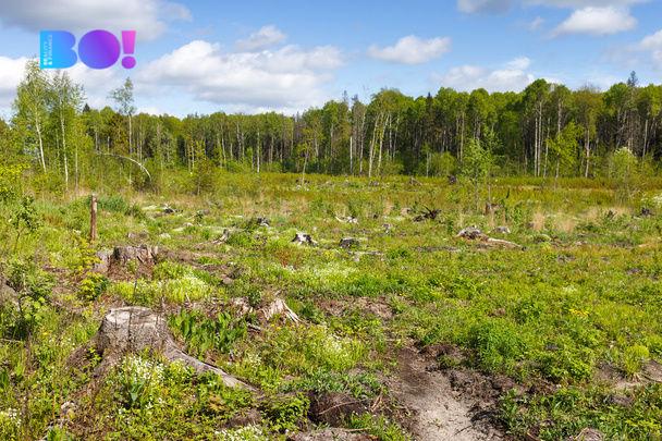 Prodej lesa, Krásná, 16557 m2