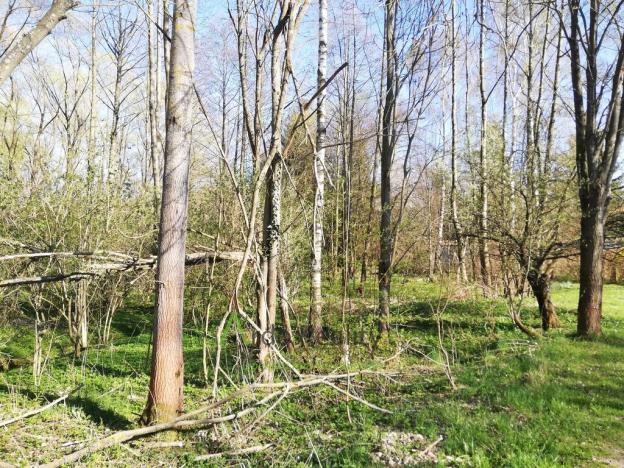 Prodej pozemku pro bydlení, Benešov nad Černou - Hartunkov, 5446 m2