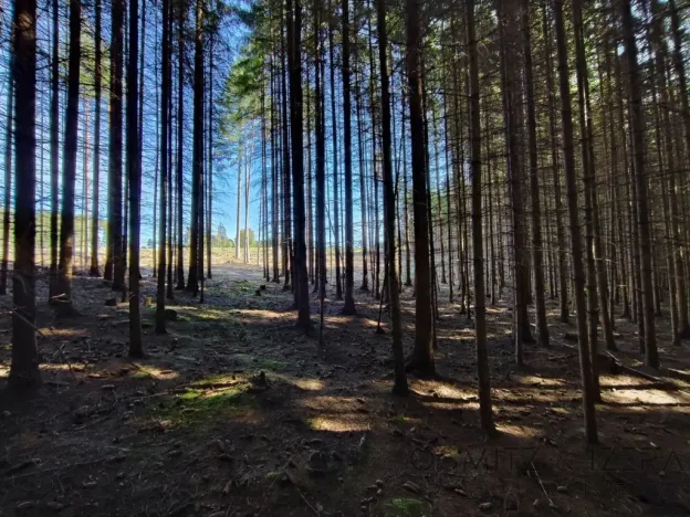 Prodej lesa, Žďár, 233155 m2
