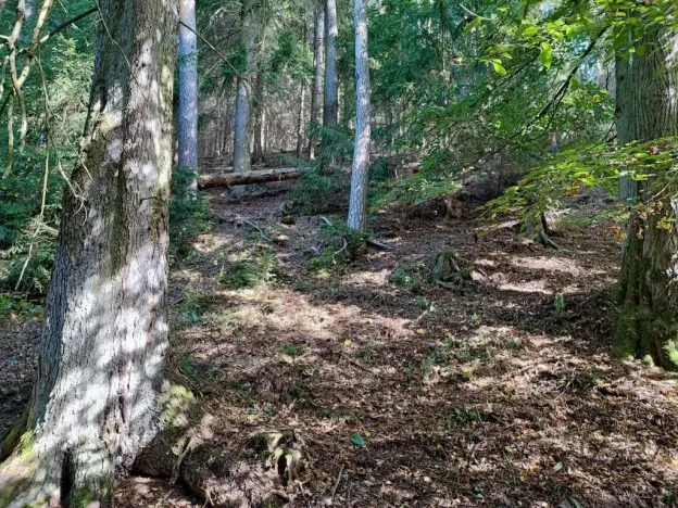 Prodej lesa, Žďár, 233155 m2