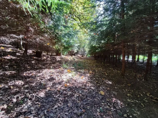 Prodej lesa, Žďár, 233155 m2