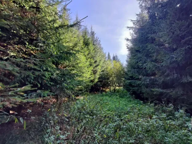 Prodej lesa, Žďár, 233155 m2