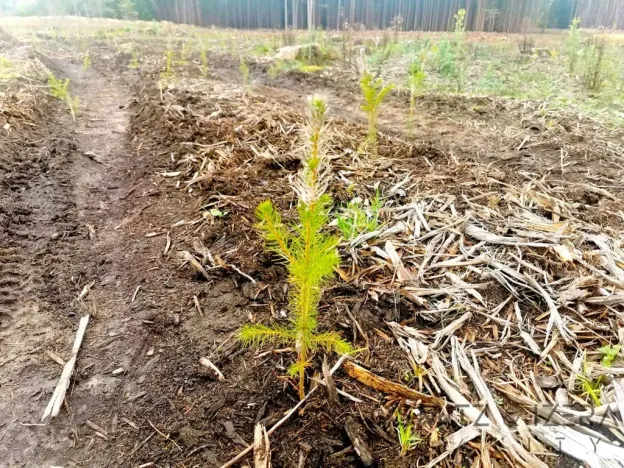 Prodej lesa, Žďár, 233155 m2