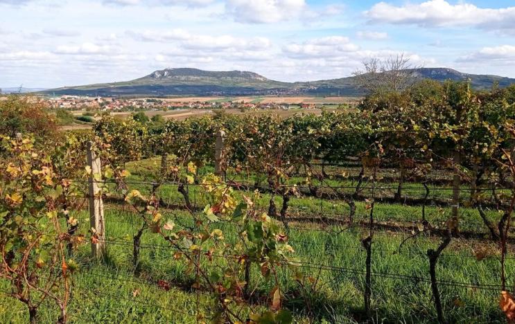 Prodej sadu/vinice, Dolní Dunajovice, 867 m2