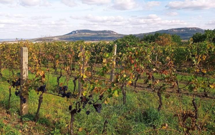 Prodej sadu/vinice, Dolní Dunajovice, 867 m2