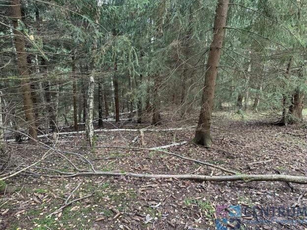 Prodej lesa, Železný Brod - Jirkov, 15992 m2