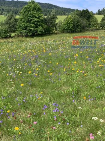 Prodej trvalého travního porostu, Stachy, 15932 m2