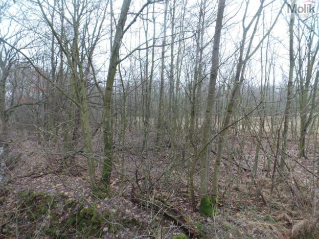 Prodej komerčního pozemku, Krupka - Vrchoslav, Slunečná, 9445 m2