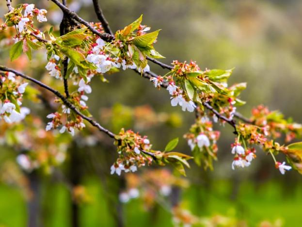 Prodej pozemku pro bydlení, Starý Hrozenkov, 2072 m2