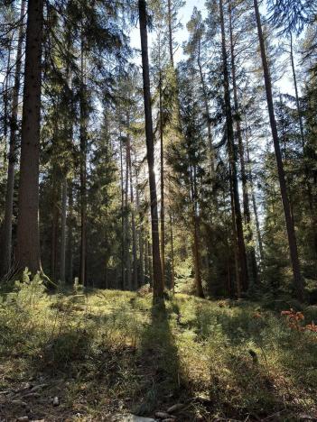 Prodej pozemku pro bydlení, Lipno nad Vltavou, 786 m2