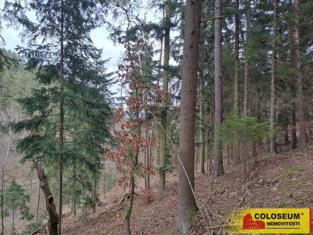 Prodej lesa, Letovice, 12020 m2