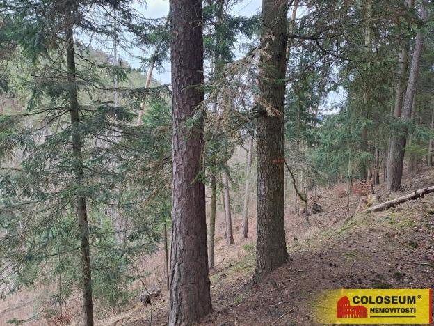 Prodej lesa, Letovice, 12020 m2