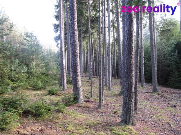 Prodej lesa, Deštná, 4056 m2