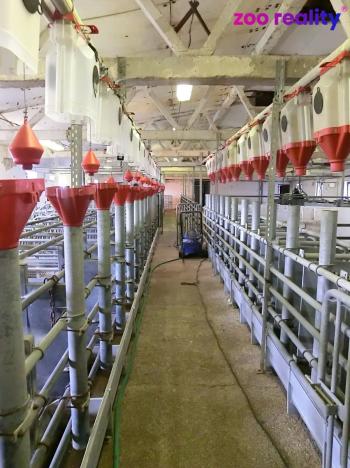 Prodej zemědělského objektu, Majdalena, 2000 m2