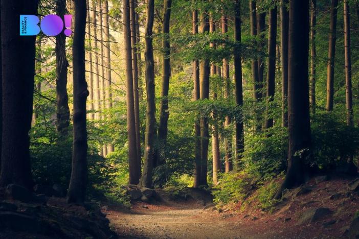 Prodej lesa, Městečko Trnávka - Pěčíkov, 542766 m2