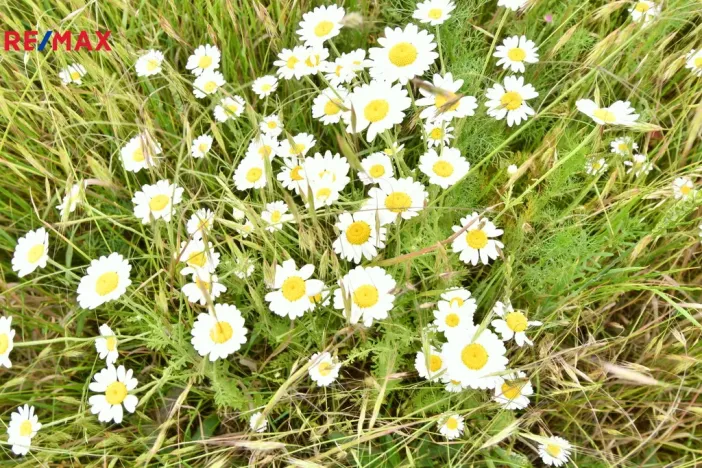 Prodej pozemku pro bydlení, Nový Bydžov, 4580 m2