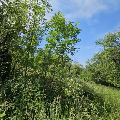 Prodej sadu/vinice, Koryčany, 4253 m2