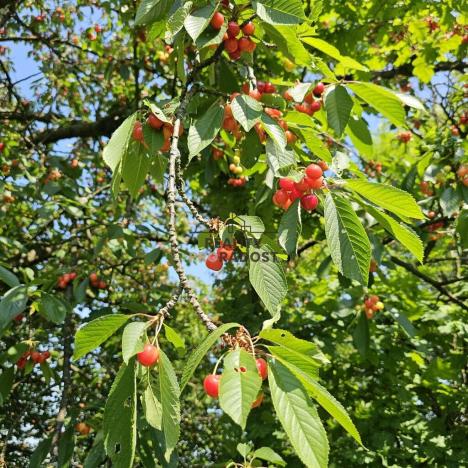 Prodej sadu/vinice, Koryčany, 4253 m2