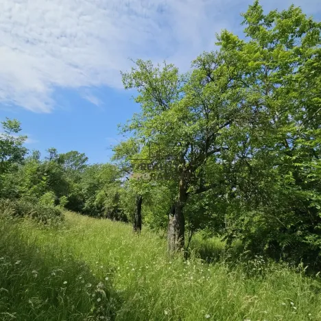 Prodej sadu/vinice, Koryčany, 4253 m2